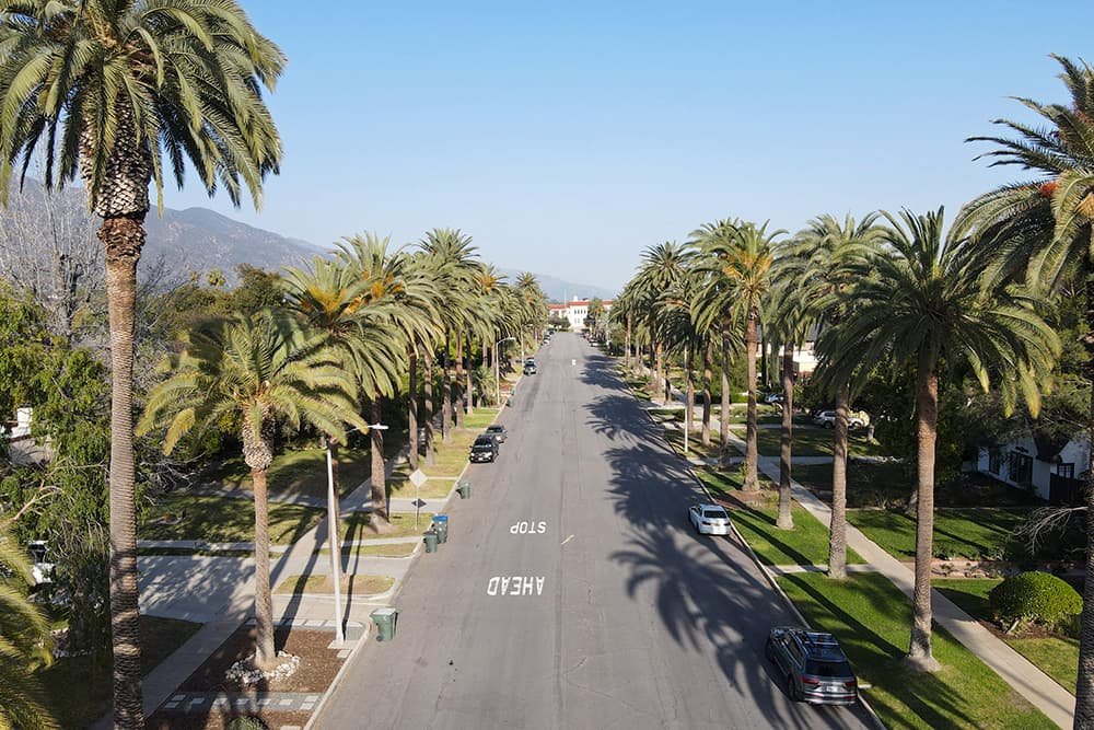 Pasadena palm tree lined street